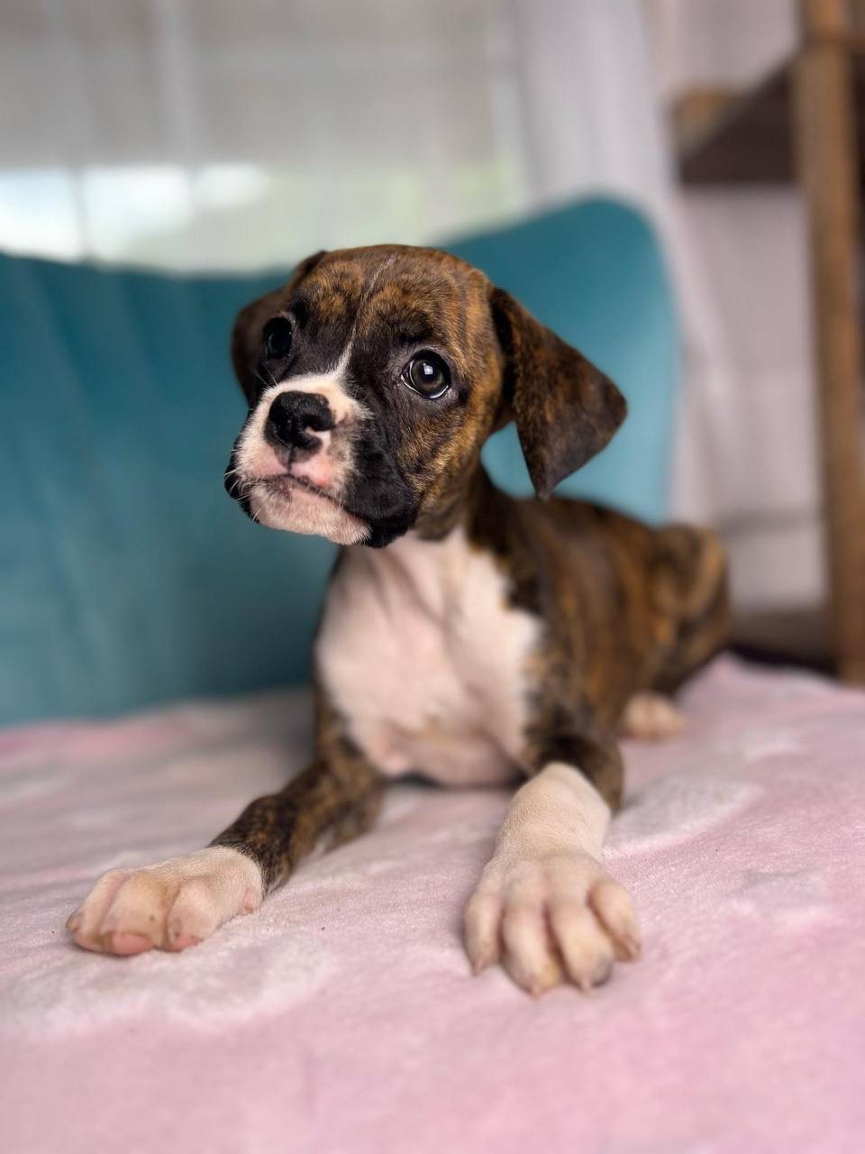 Girl 4, brindle female Boxer puppy that has gone home