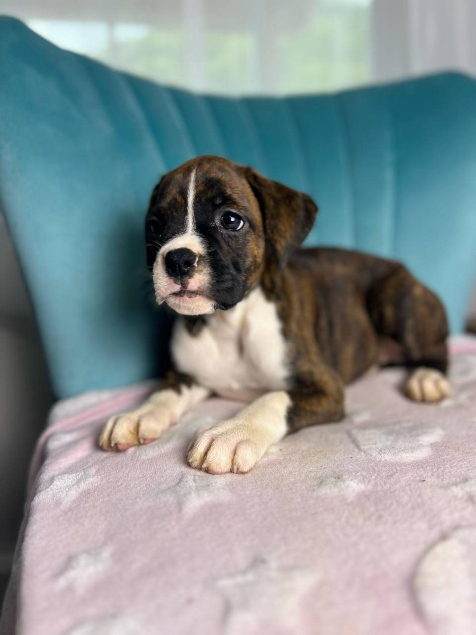Girl 6, brindle female Boxer puppy that has gone home