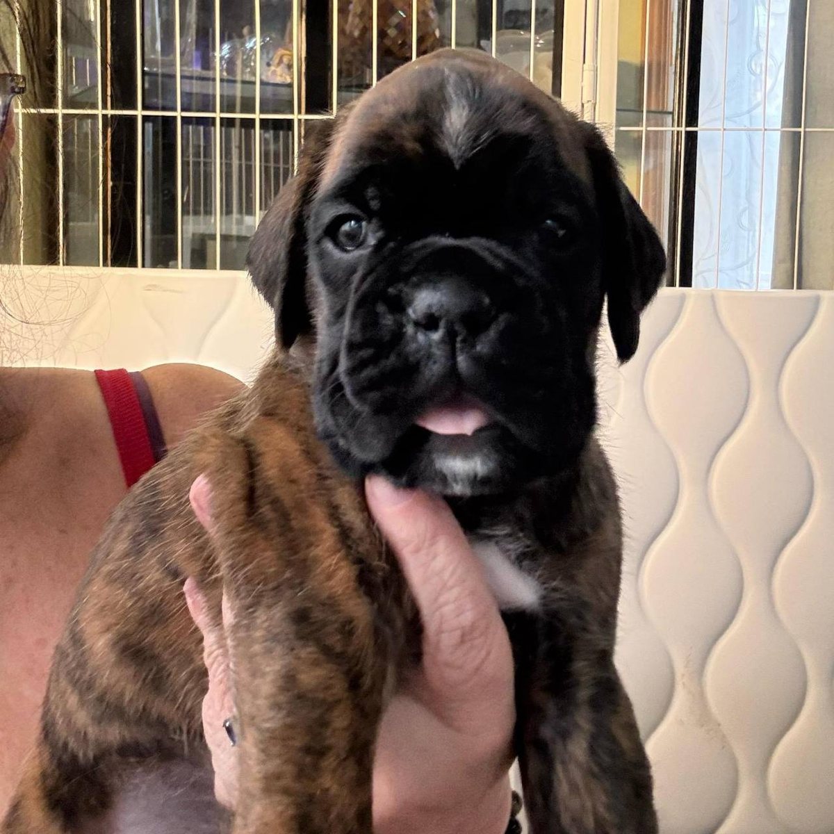 Miss Purple, a brindle female Boxer puppy