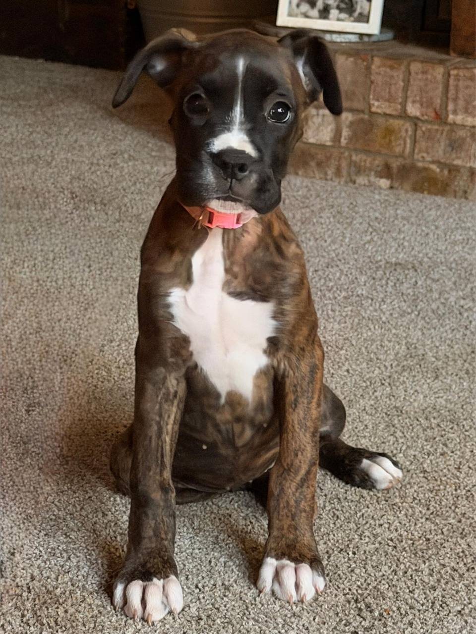 Tory, a brindle female Boxer puppy