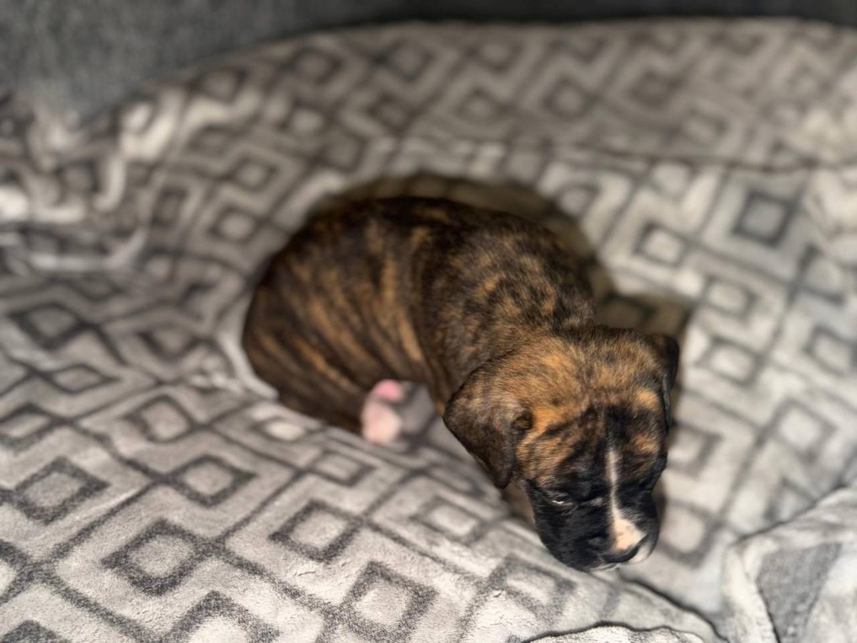 Boy 1, brindle male Boxer puppy that has gone home