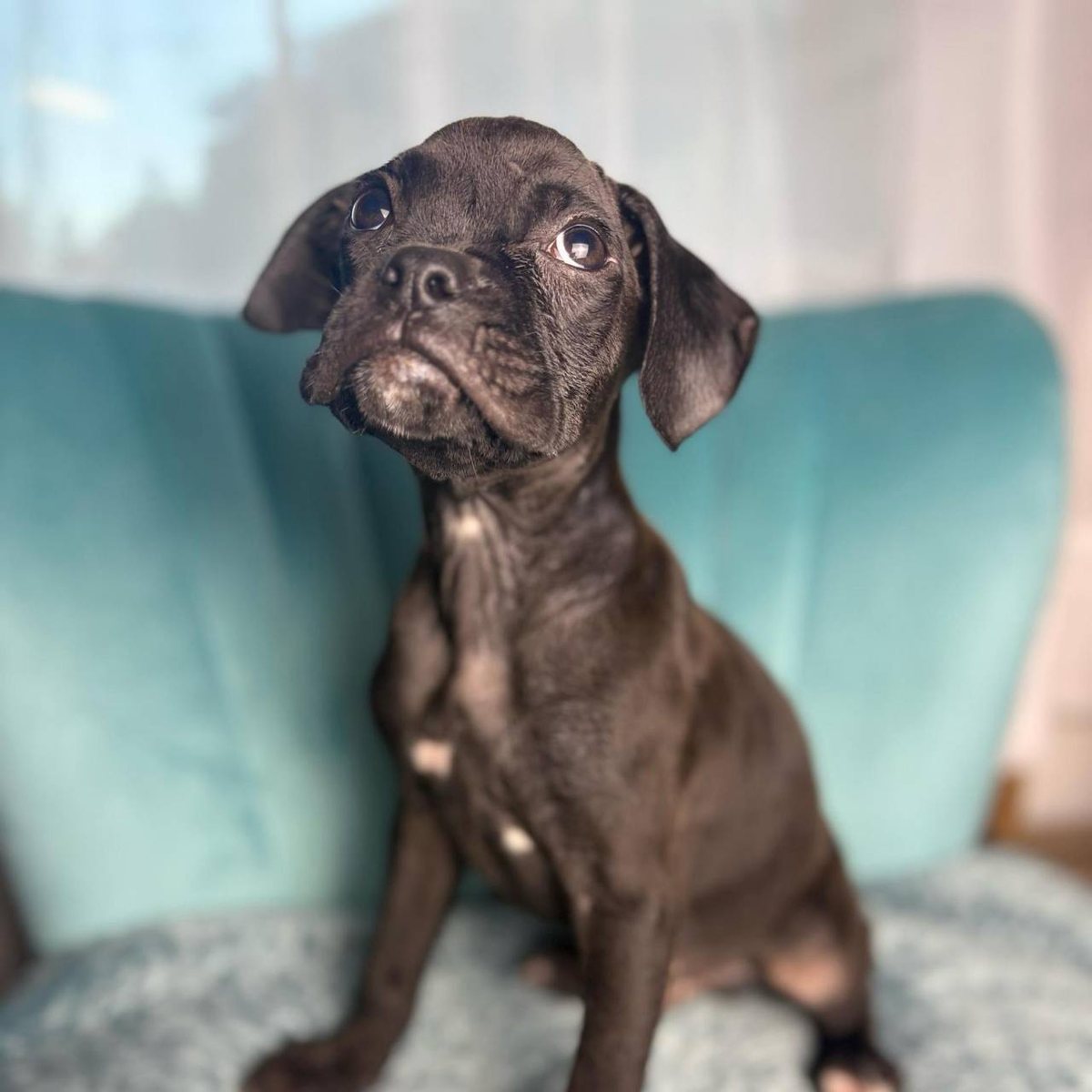 Boy 3, brindle male Boxer puppy that has gone home