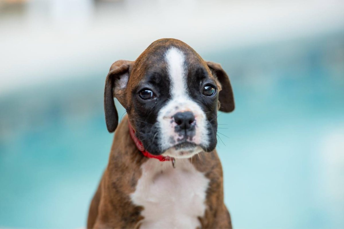 Captain America, a brindle male Boxer puppy