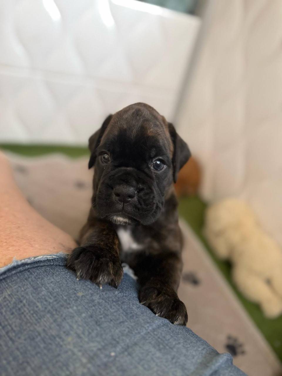 Junior, brindle male Boxer puppy that has gone home