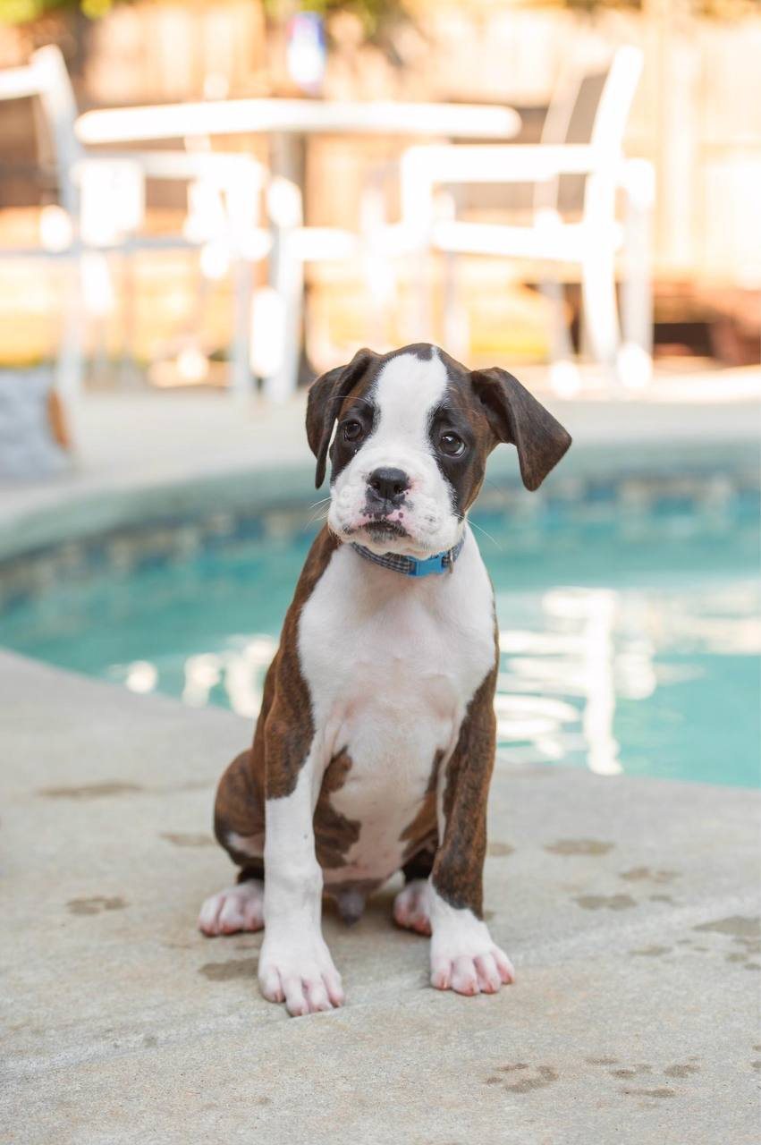 Paul Revere, a brindle male Boxer puppy