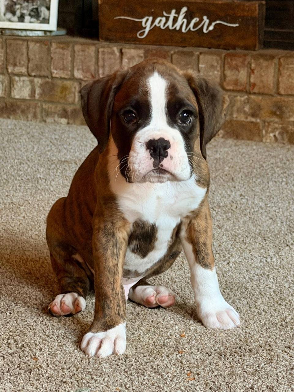 Peeta, a brindle male Boxer puppy