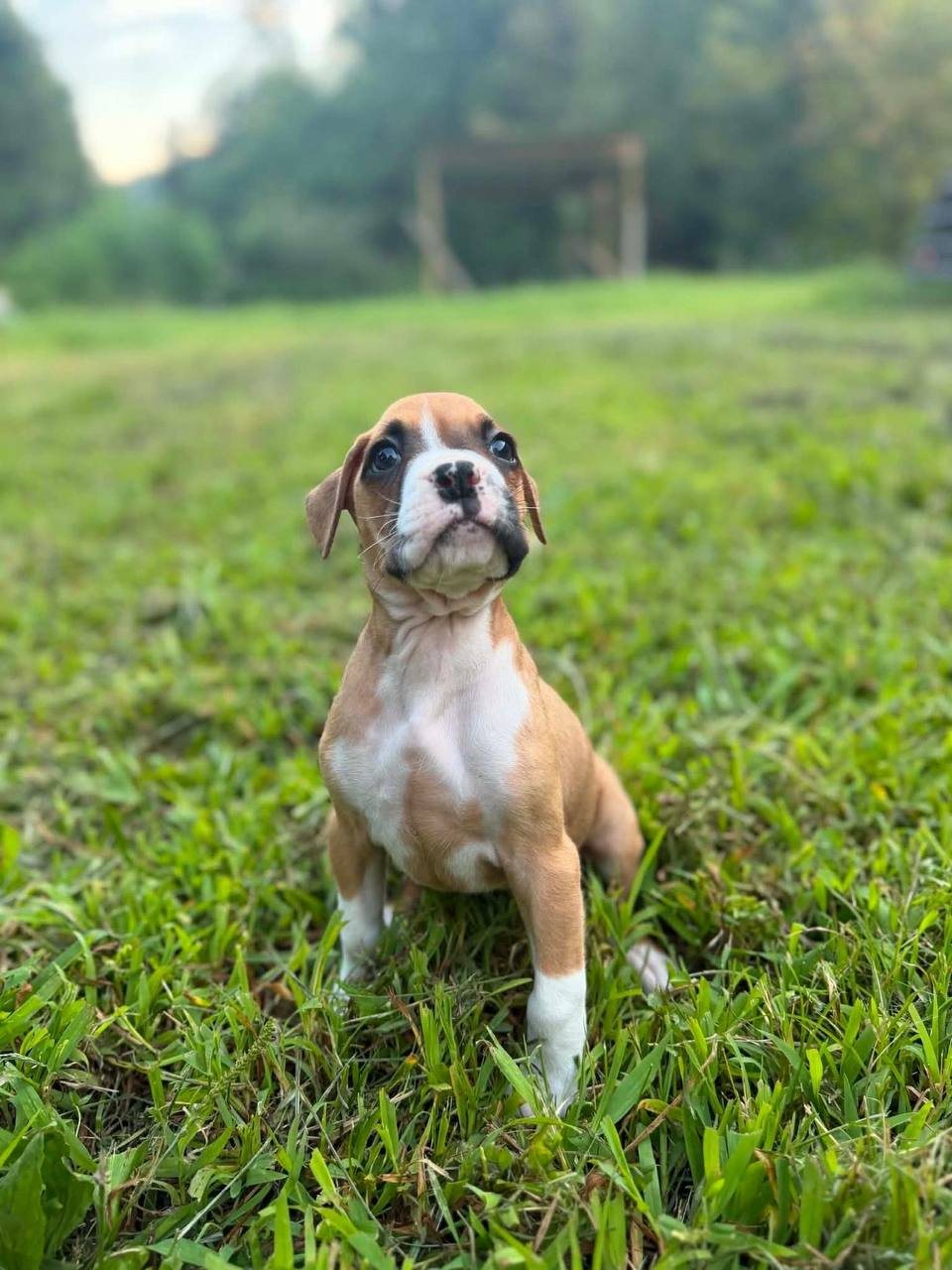 Girl 1, fawn female Boxer puppy that has gone home