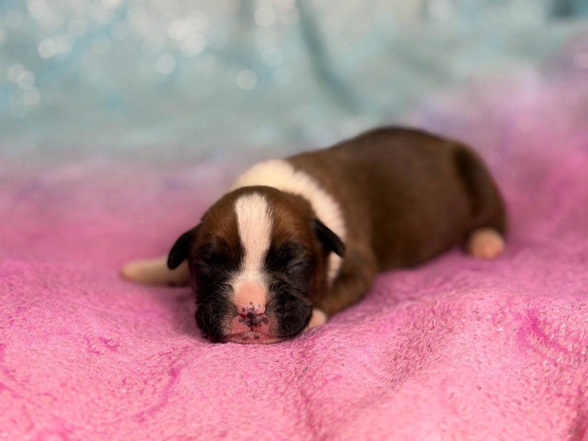 Girl 2, fawn female Boxer puppy that has gone home