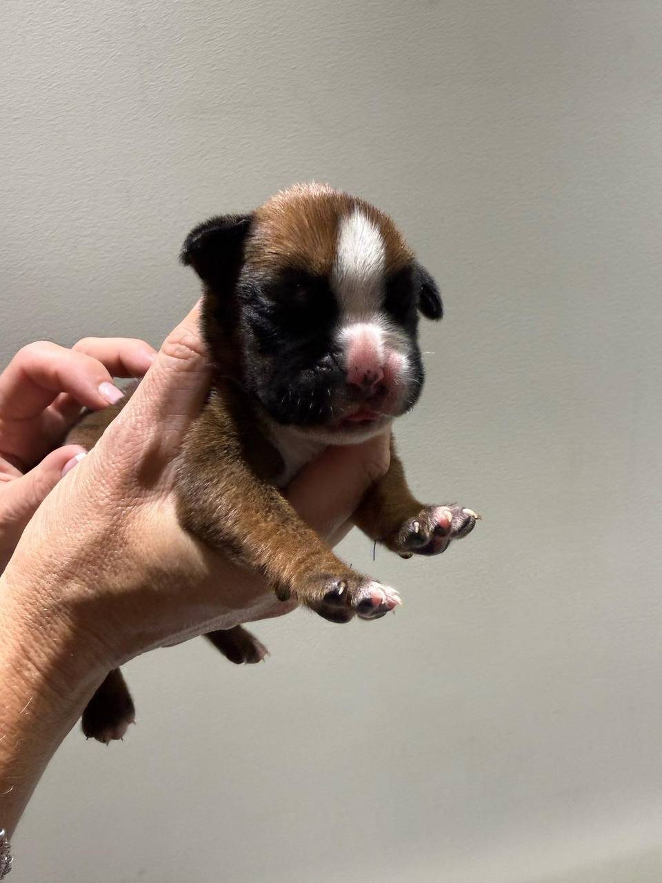 Haven, fawn female Boxer puppy that has gone home