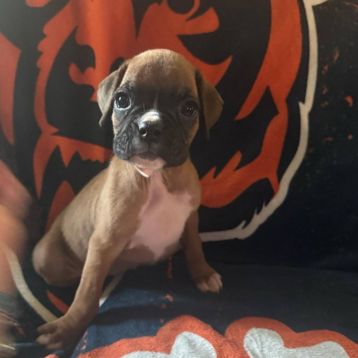 Janet, a fawn female Boxer puppy