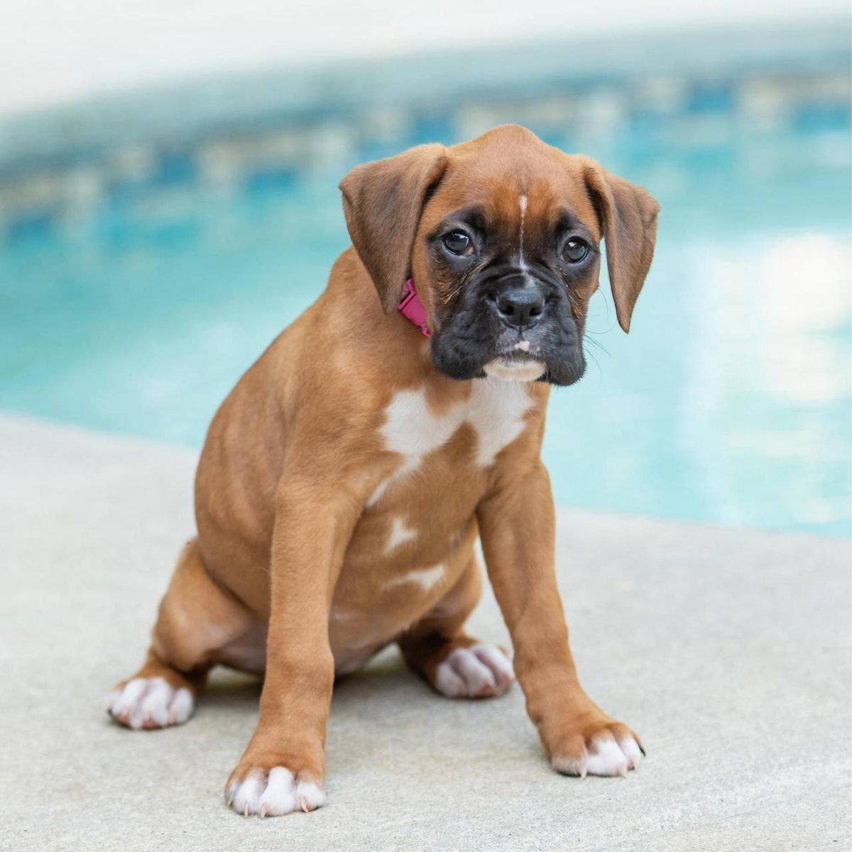 Katniss, a fawn female Boxer puppy