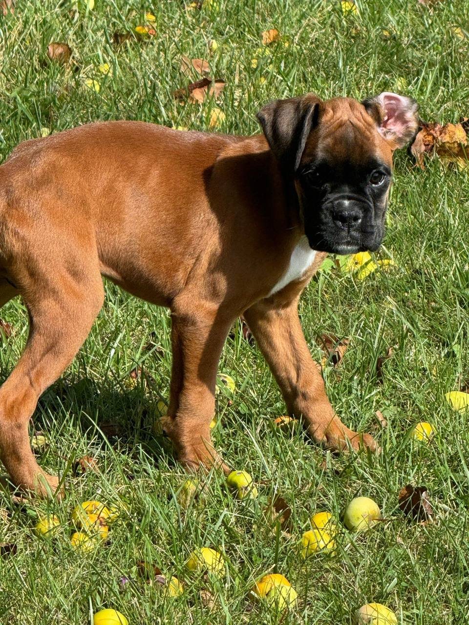 Sailor, fawn female Boxer puppy that has gone home
