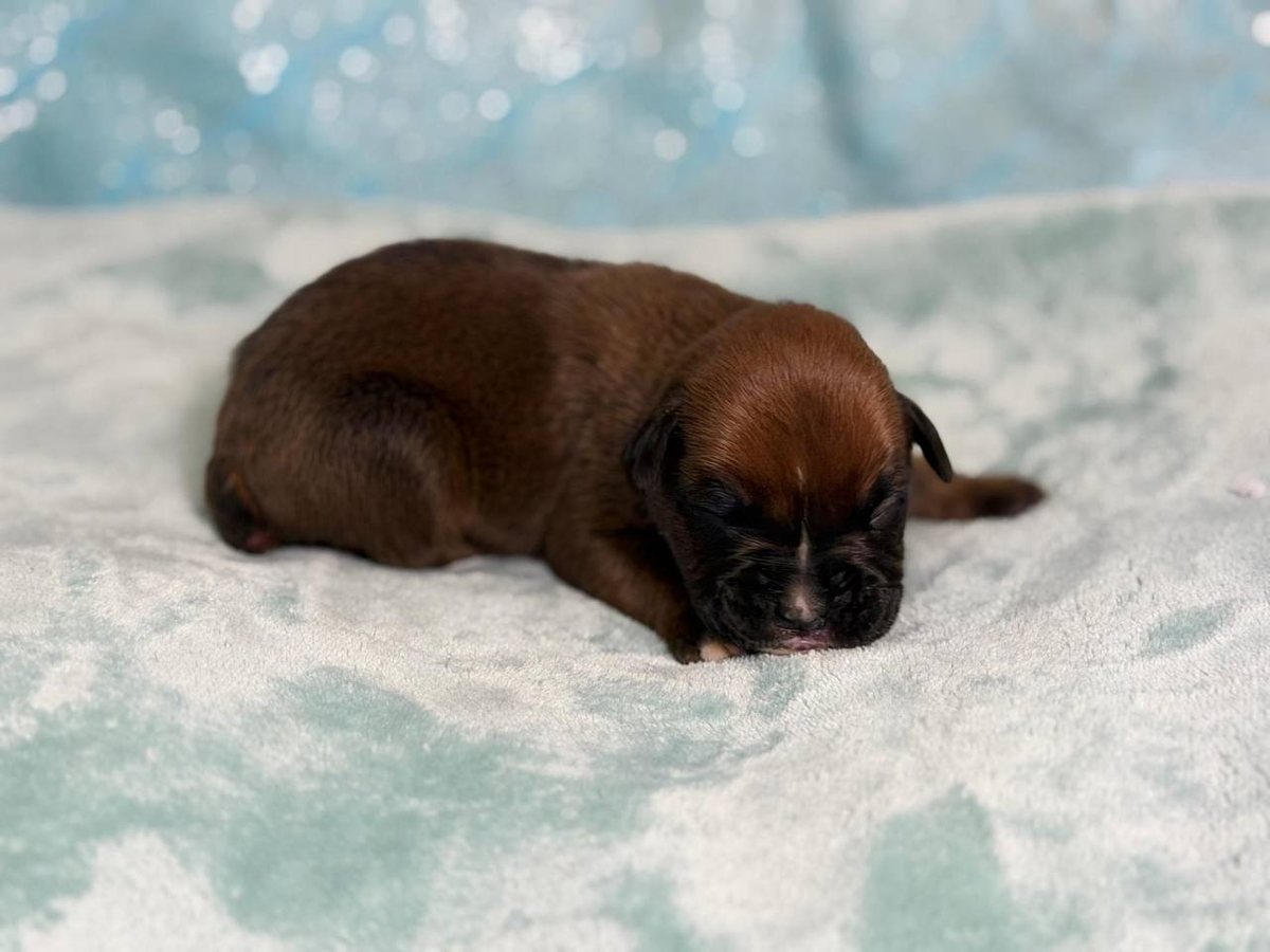 Boy 2, fawn male Boxer puppy that has gone home