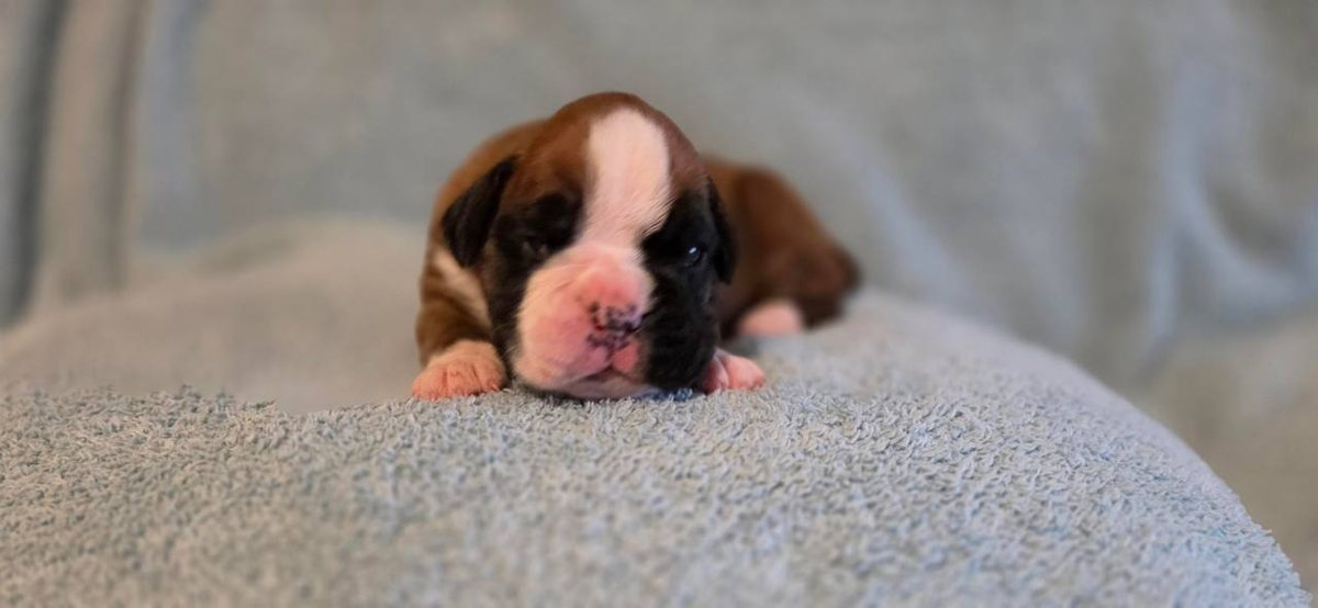 Hazel, fawn male Boxer puppy that has gone home