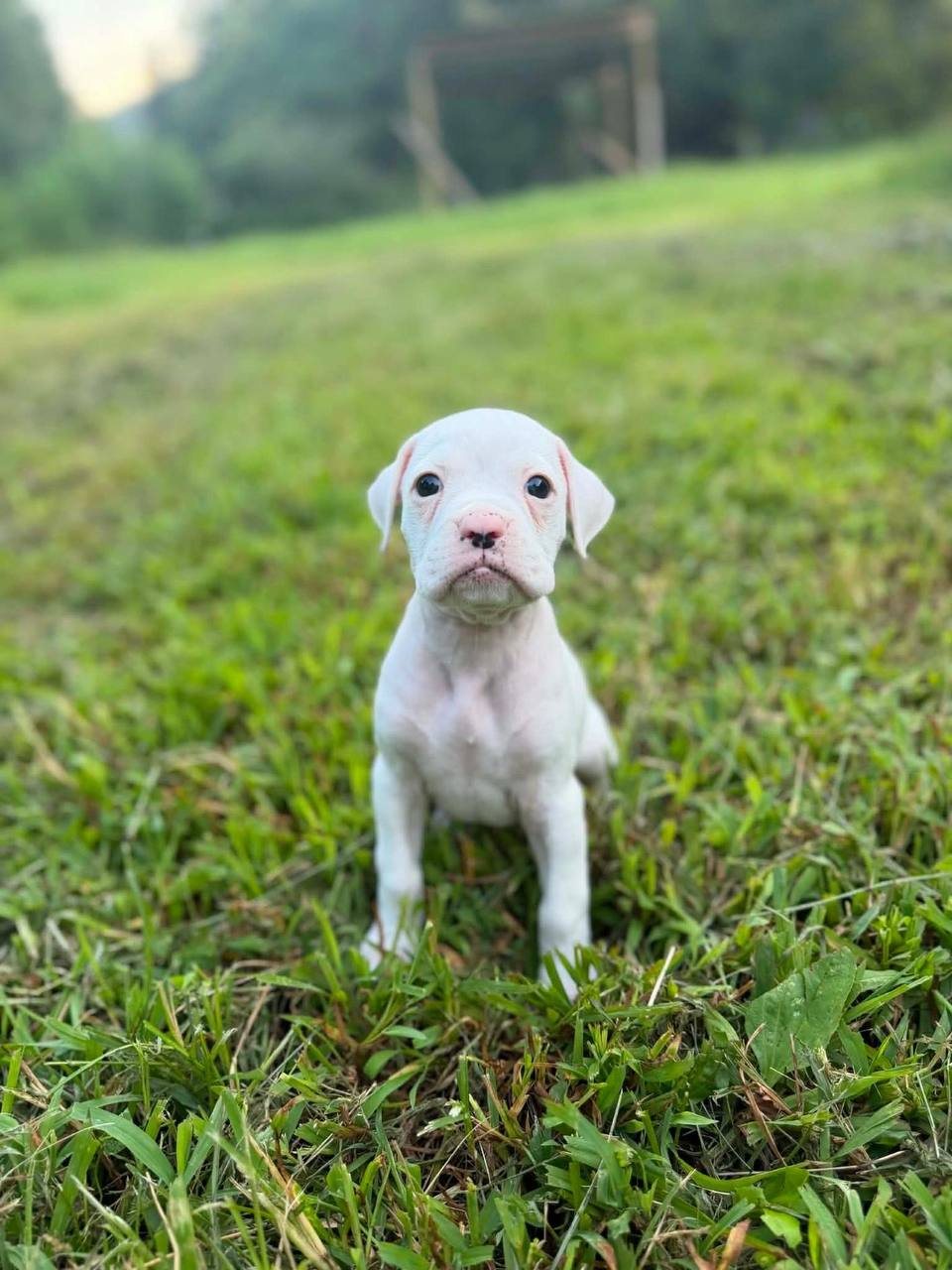 Girl 2, white female Boxer puppy that has gone home